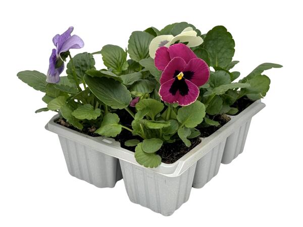 6 Pack Spring Bedding