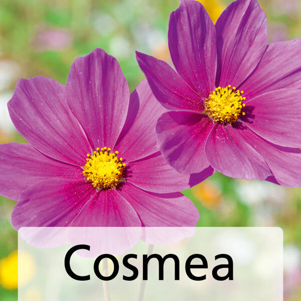 Sommerblumen Mix