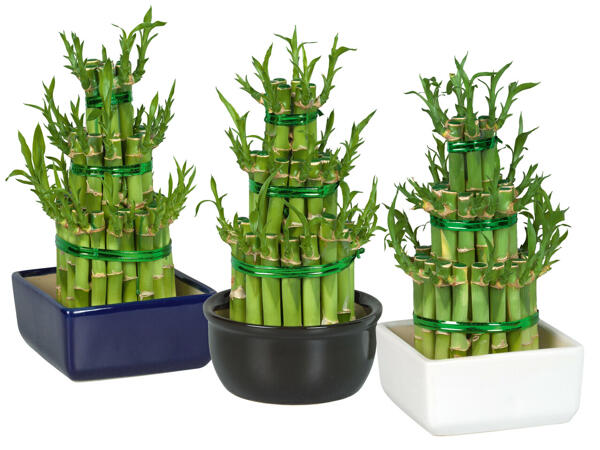 Lucky Bamboo in Vitasia Keramik