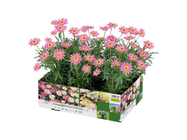 Bedding Plants