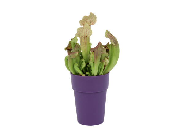 Kødædende plante