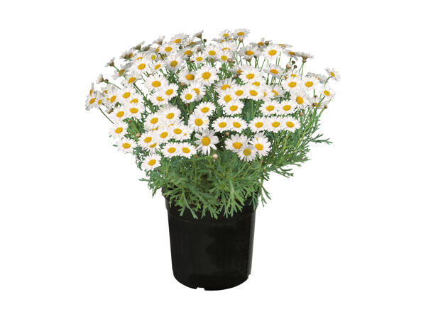 Marguerites d'Italie
