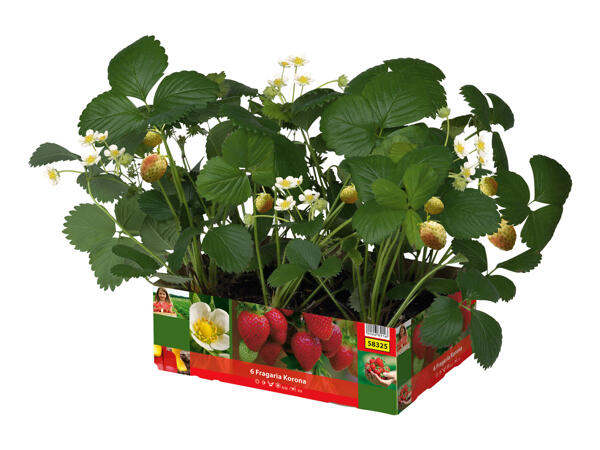 Strawberry Plants