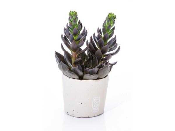 Plante grasse dans un pot en céramique