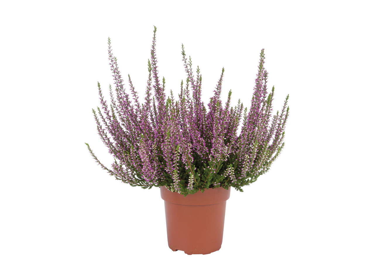 Autumn Heather1