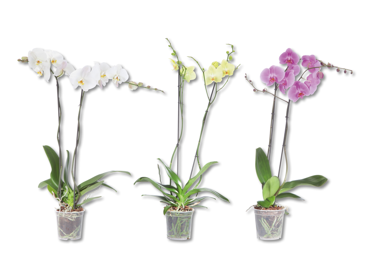 Phalaenopsis XXL