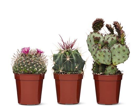 Mini Cactus Assorted Varieties