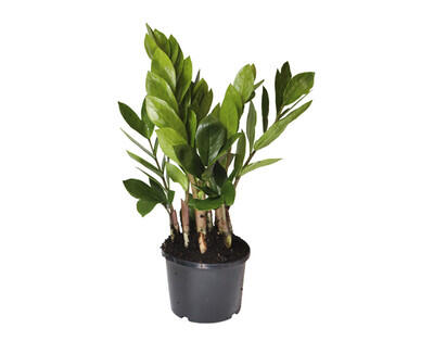 Assorted Indoor Plants