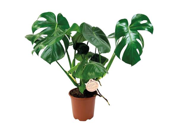 Stor monstera