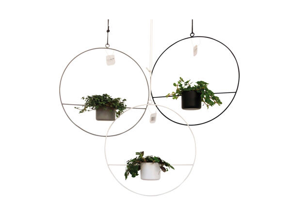 Grøn mini plante i planteophæng