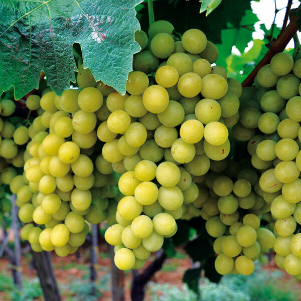 Veredelte kernarme Vitis Vinifera Tafeltrauben
