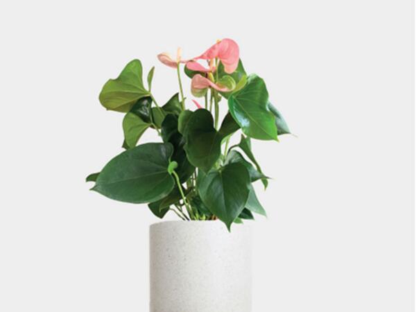 Flamingoblomst