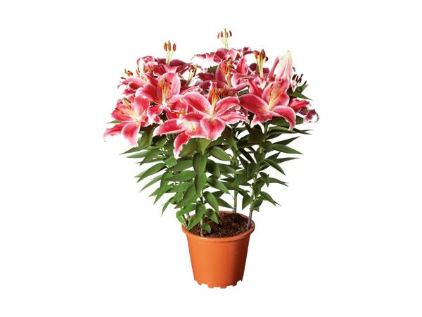 Potted Oriental Lily