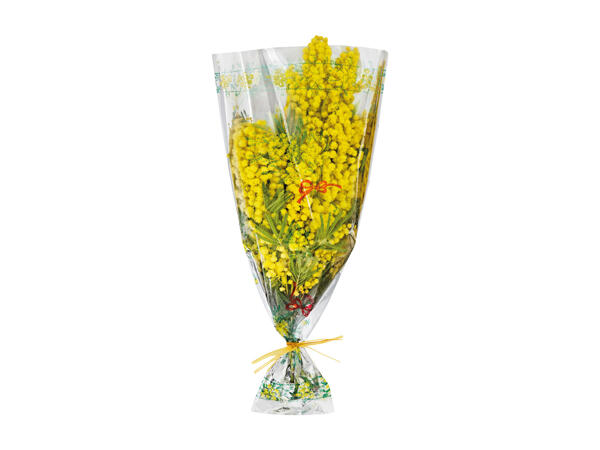 Bunch of Mimosa