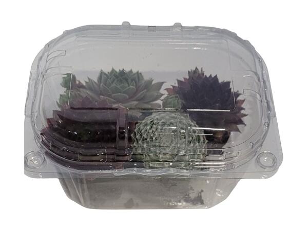 Husløg og Echeveria i bakke