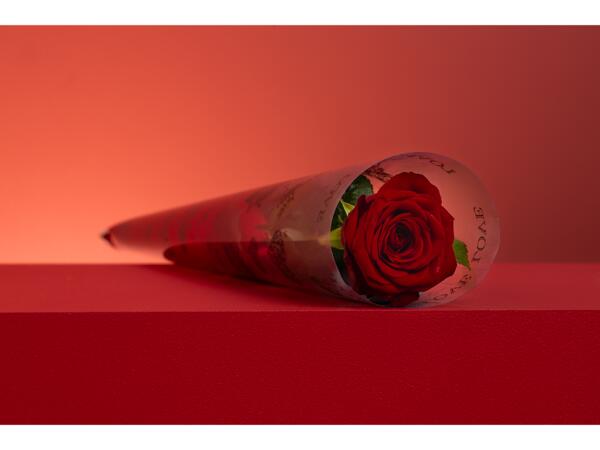 Premium Single Red Rose
