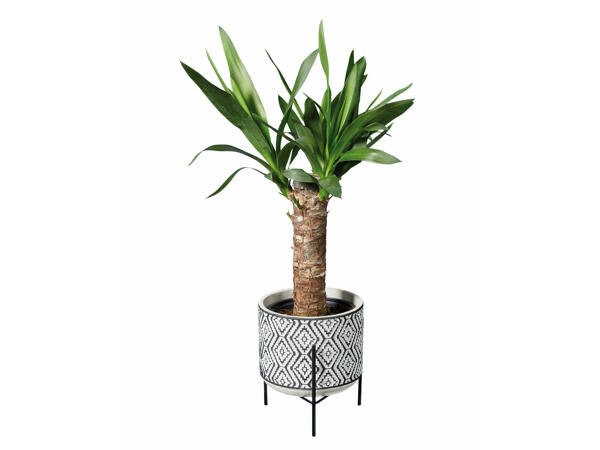 Easy-care Houseplants