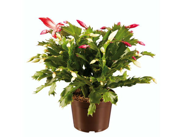 Duo de cactus de Noël