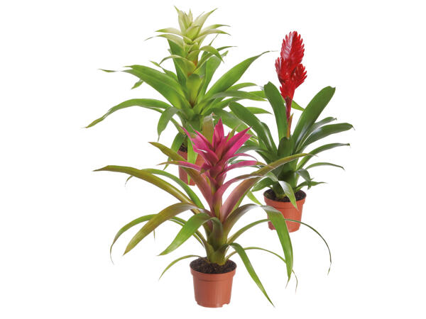 Bromelia