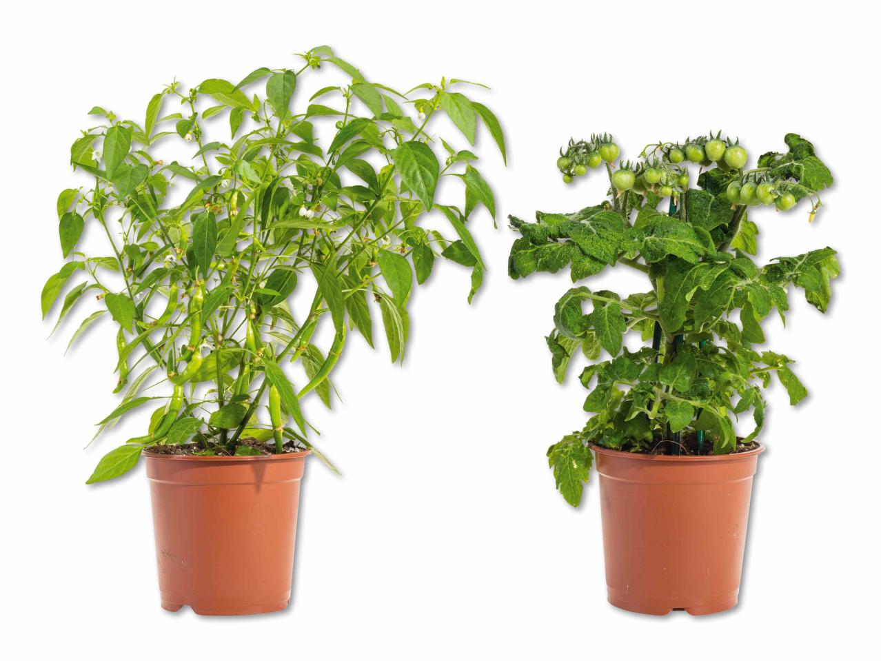 Légume de balcon