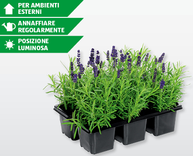 Lavanda Angustifolia