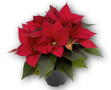 Weihnachtsstern