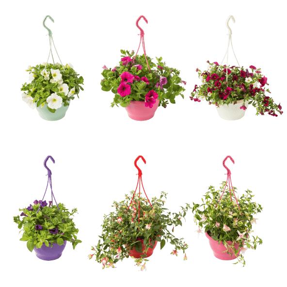 Gartenpflanze im Hängetopf