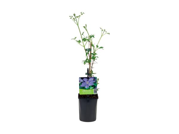 Climbing Plant