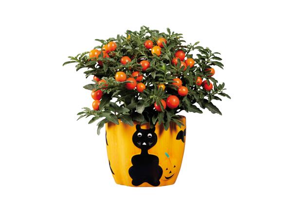 Flowering Plants In Halloween Pot