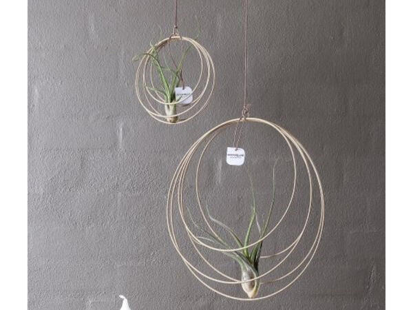 Luftplante Tillandsia i ophæng