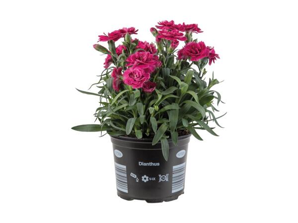 Dianthus