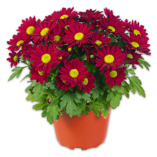 Chrysantheme "Swifty"