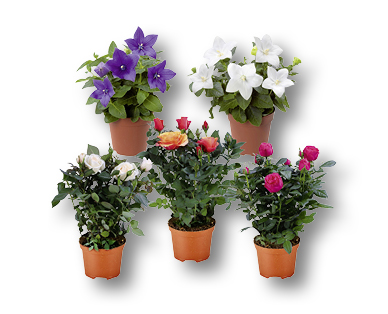 Rose Kordana e Platycodon grandiflorus