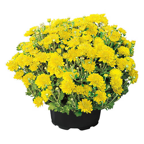 8" Mums - Assorted Color