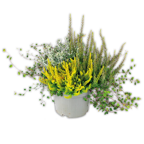 Herbsttraum Quattros