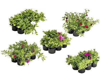 SURFINIA/ CALIBRACHOA