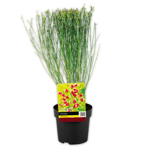 Ginster Mix "Cytisus"