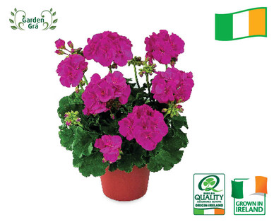 Irish Flowering Plants
