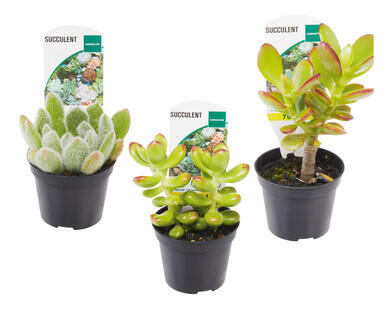 Succulents 65mm