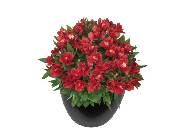Alstromeria