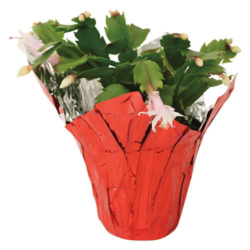 5" Christmas Cactus - Assorted Colors