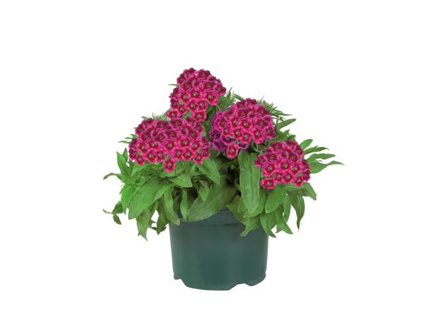 Perennial Selection