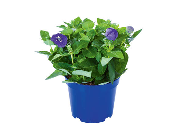 Platycodon in Colourful Pot1