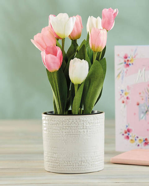 Tulip Bundle