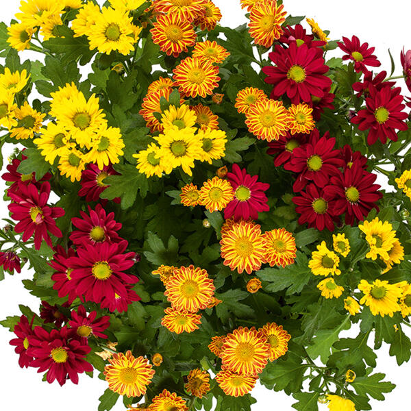 Chrysantheme