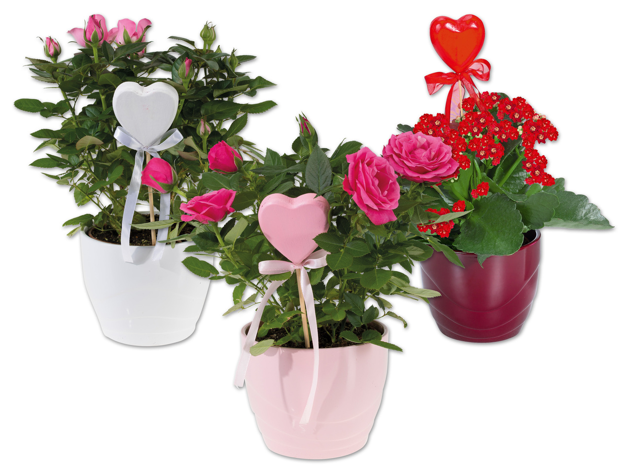 Topfrose oder Kalanchoe in Keramik