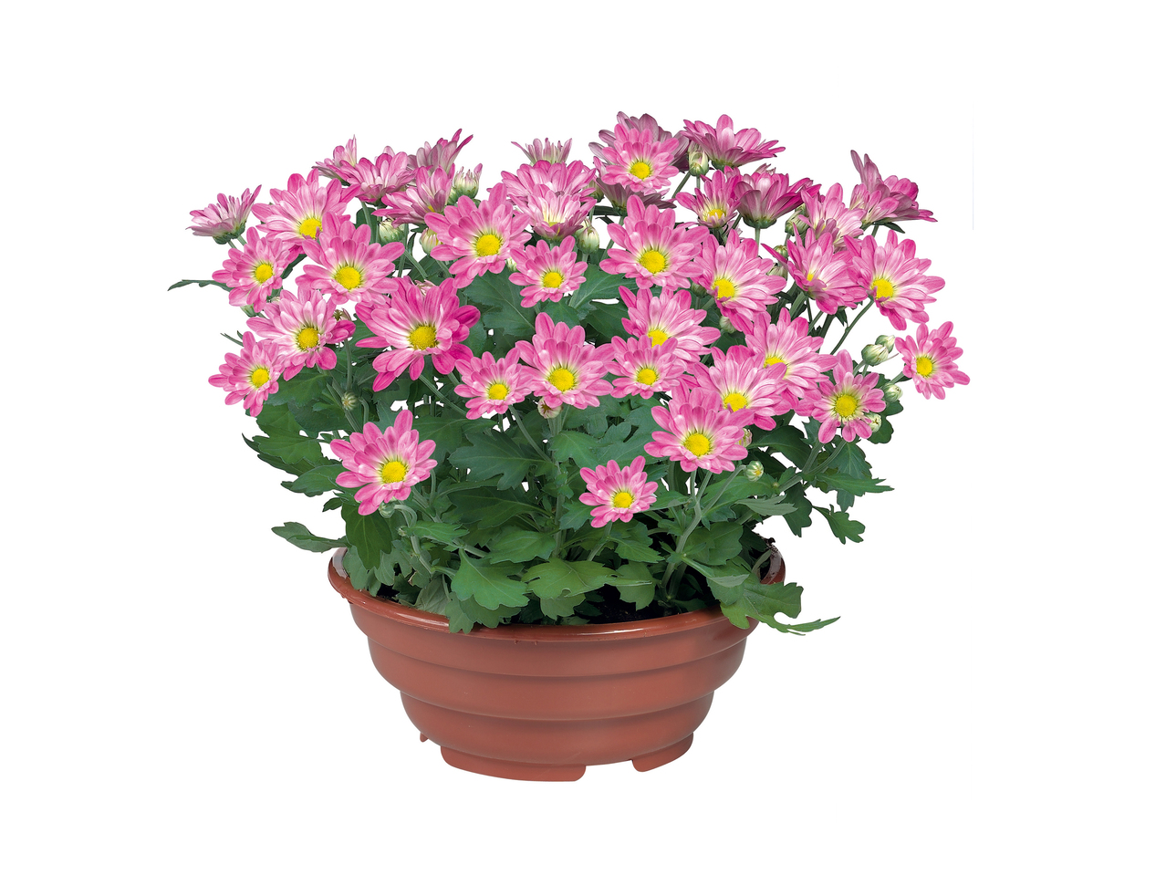 Chrysant in schaal