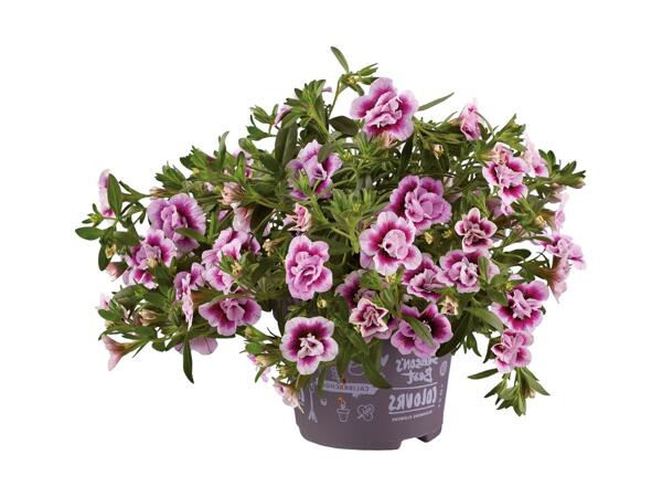 Dobbeltblomstrende minipetunia