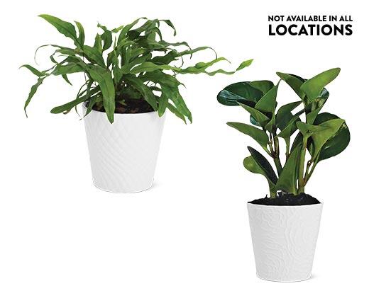 5" Foliage Assorted Varieties