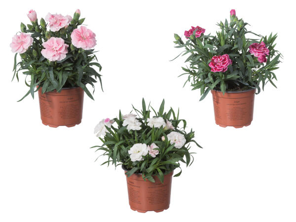 Dianthus Nelke